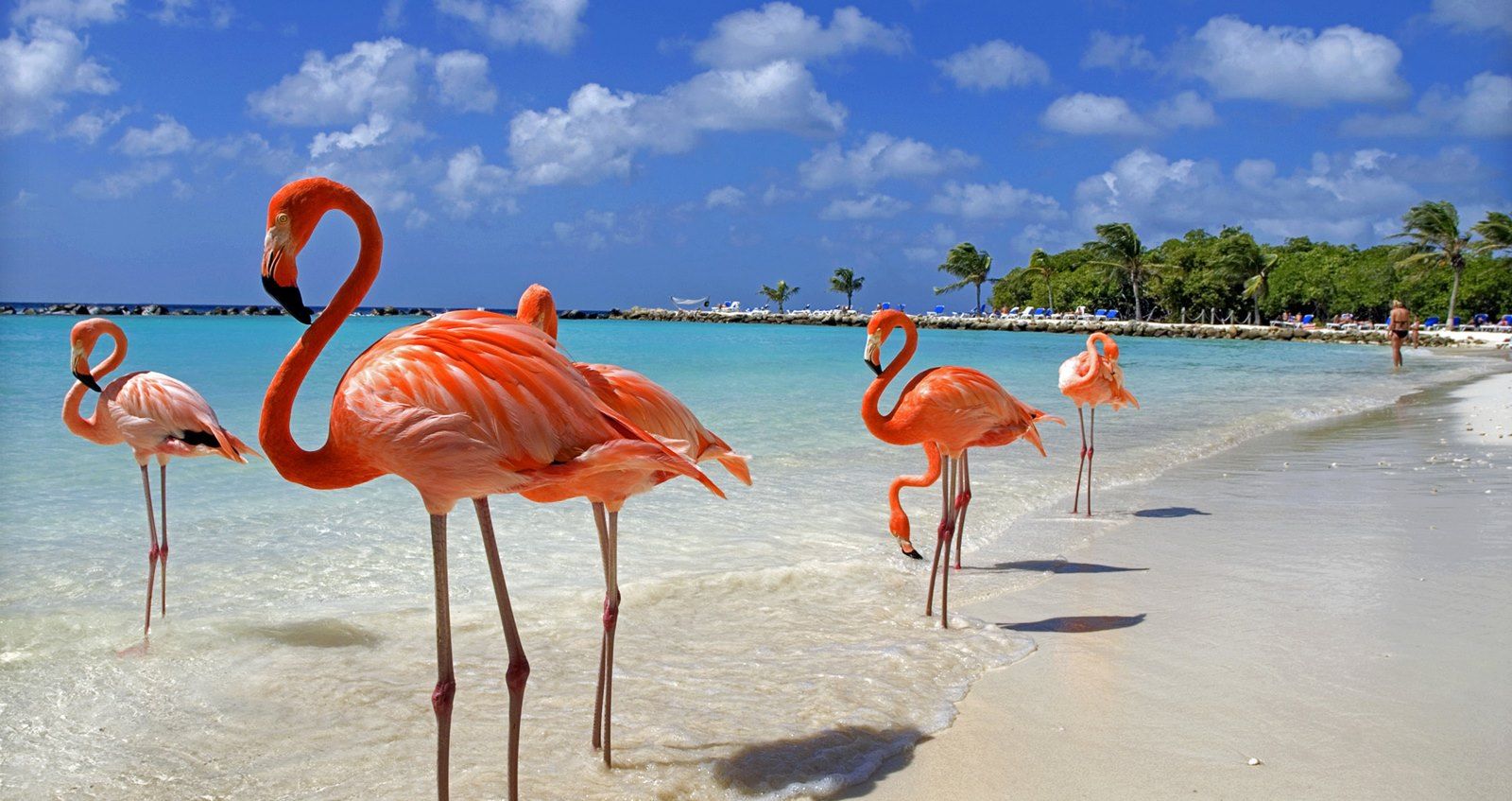 Aruba | LAT.40