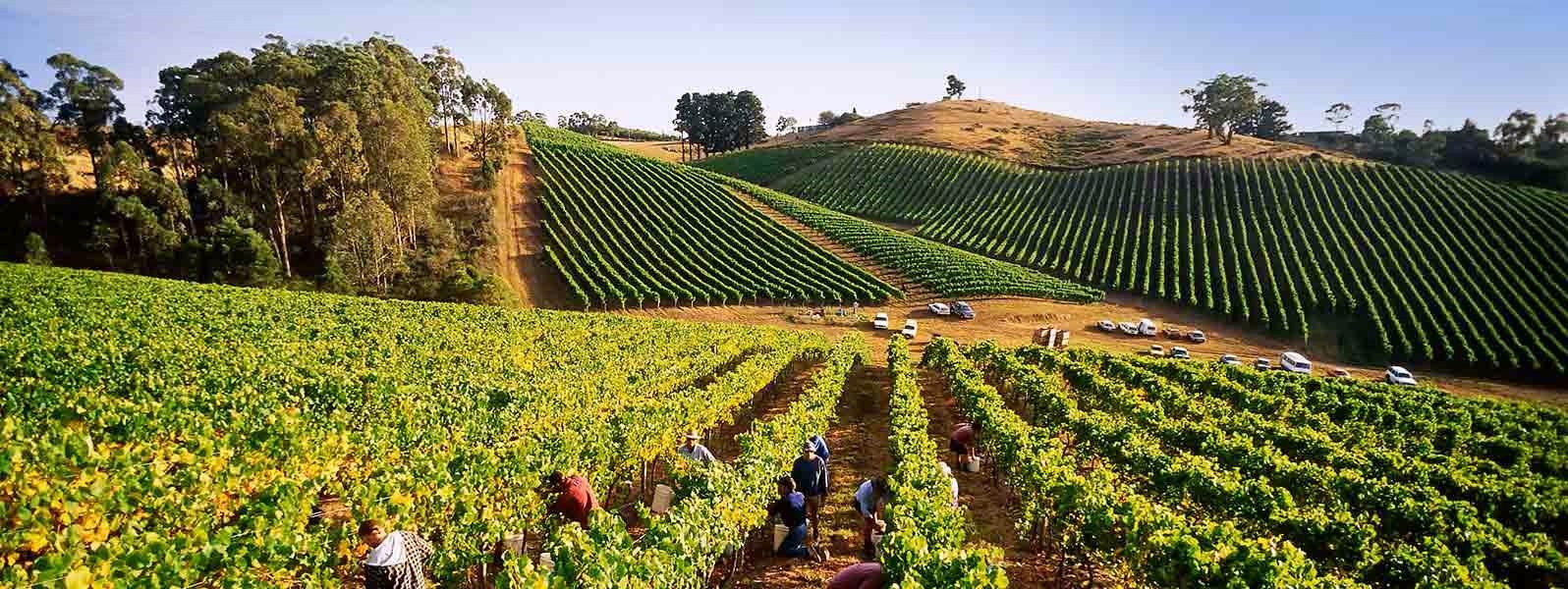 Barossa Valley | LAT.40