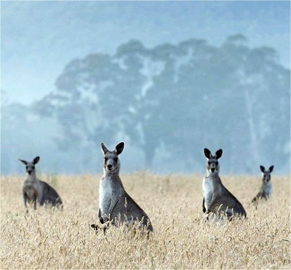Emirates One & Only Wolgan Valley en Blue Mountains