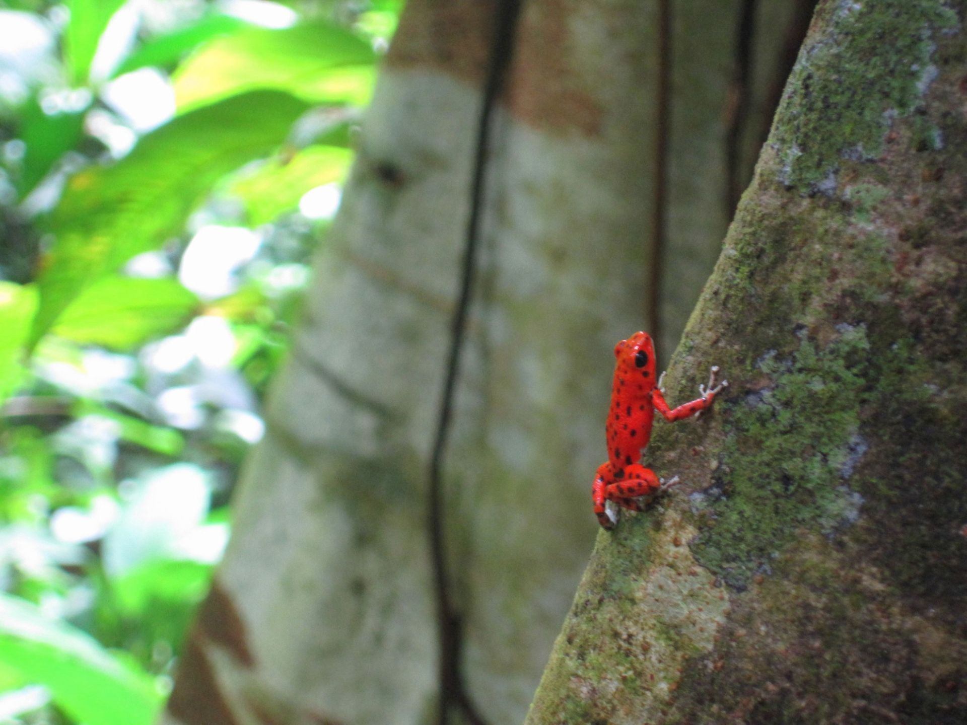 Red Frog Beach Island Resort en Bocas del Toro