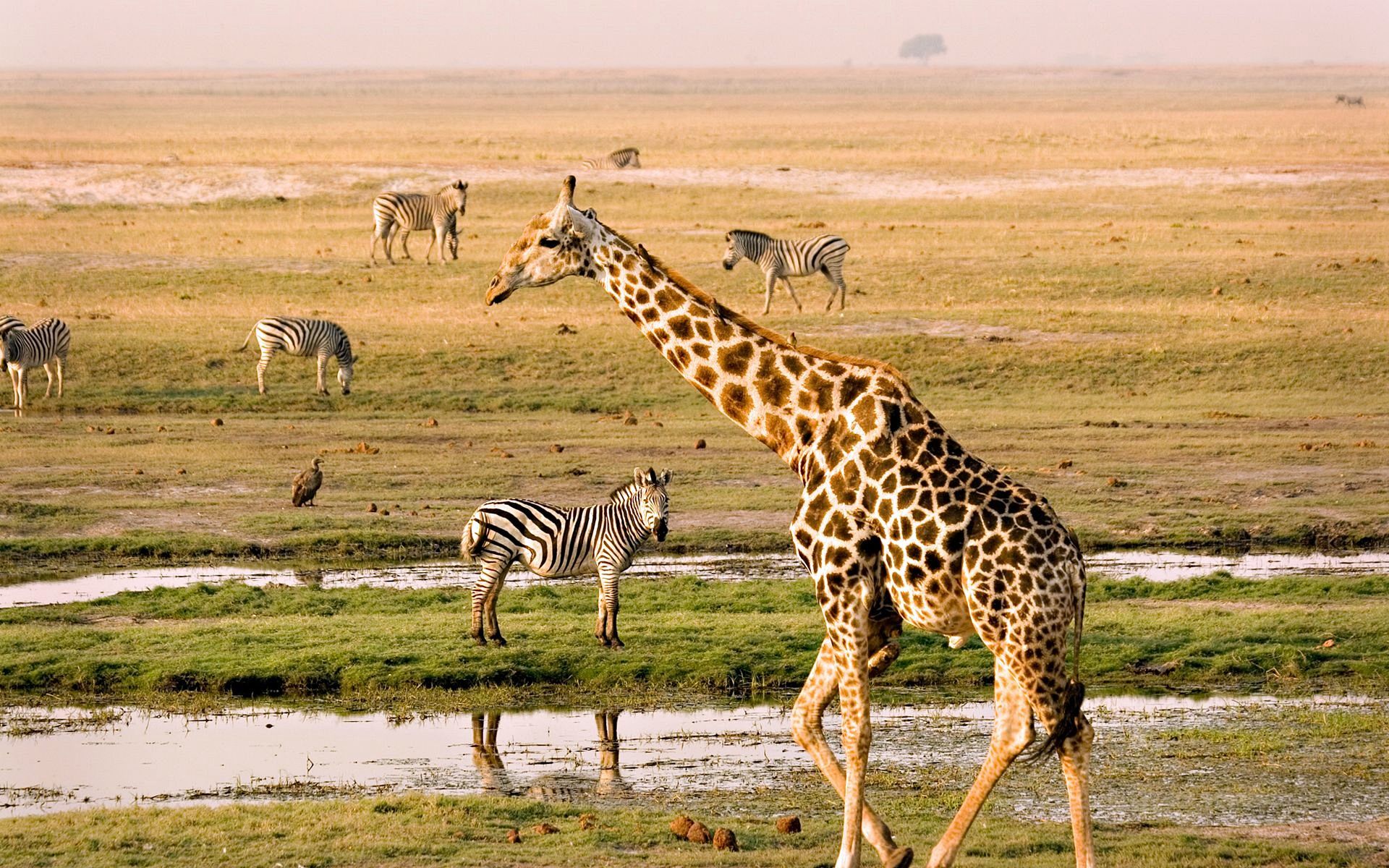 Chobe | LAT.40