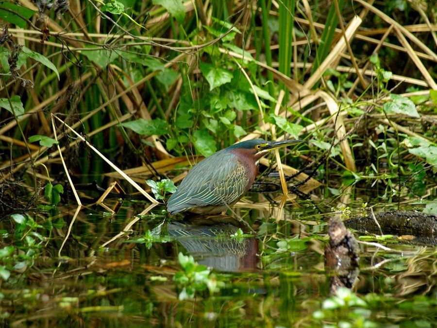 Everglades National Park | LAT.40