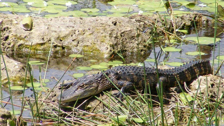 Everglades National Park | LAT.40