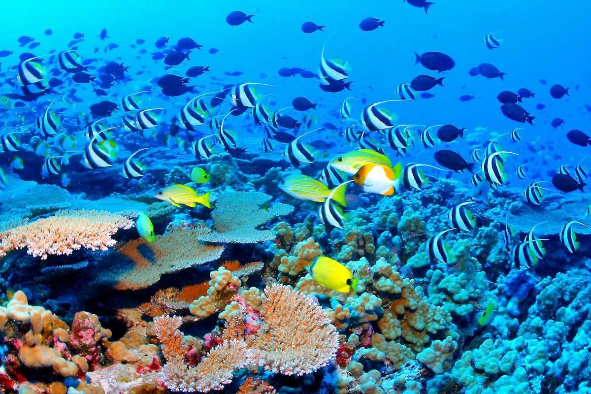 Gran Barrera de Coral | LAT.40