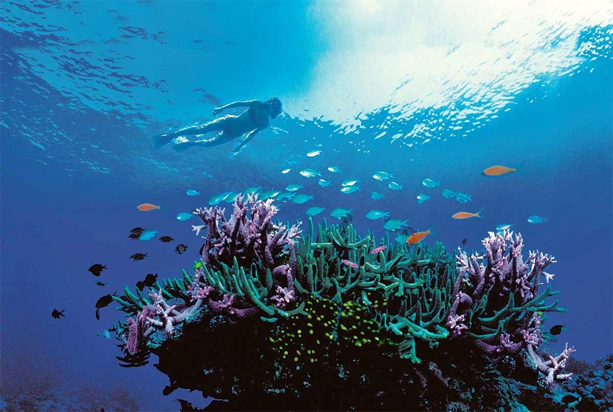 Gran Barrera de Coral | LAT.40