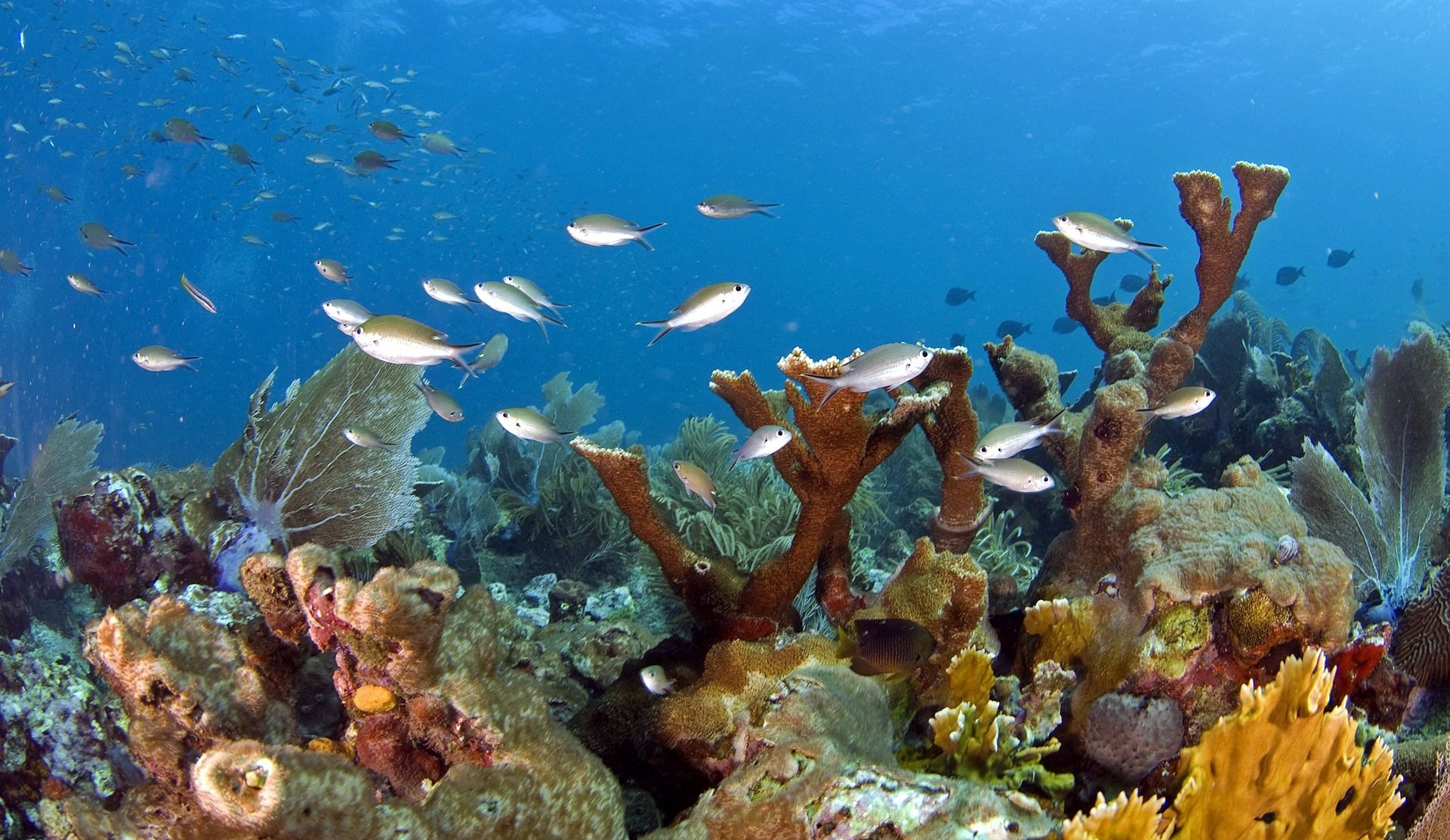 Gran Barrera de Coral | LAT.40