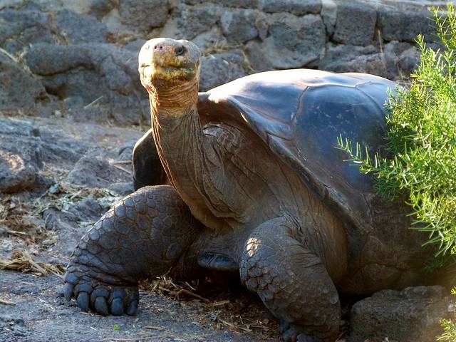 Islas Galapagos | LAT.40