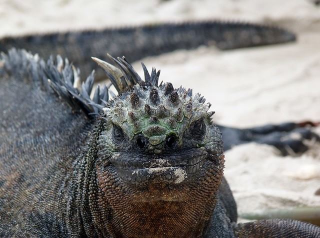 Islas Galapagos | LAT.40