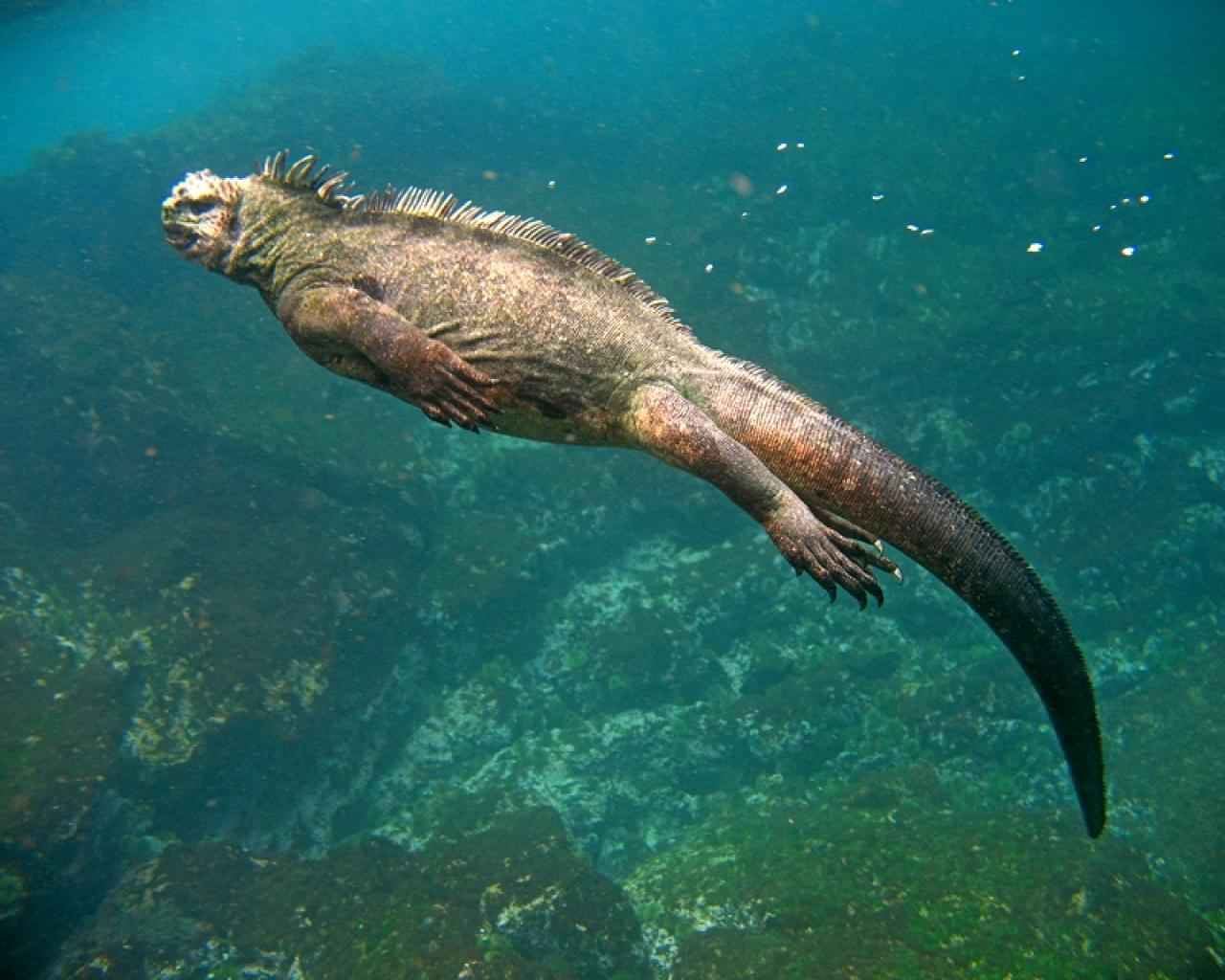 Islas Galapagos | LAT.40
