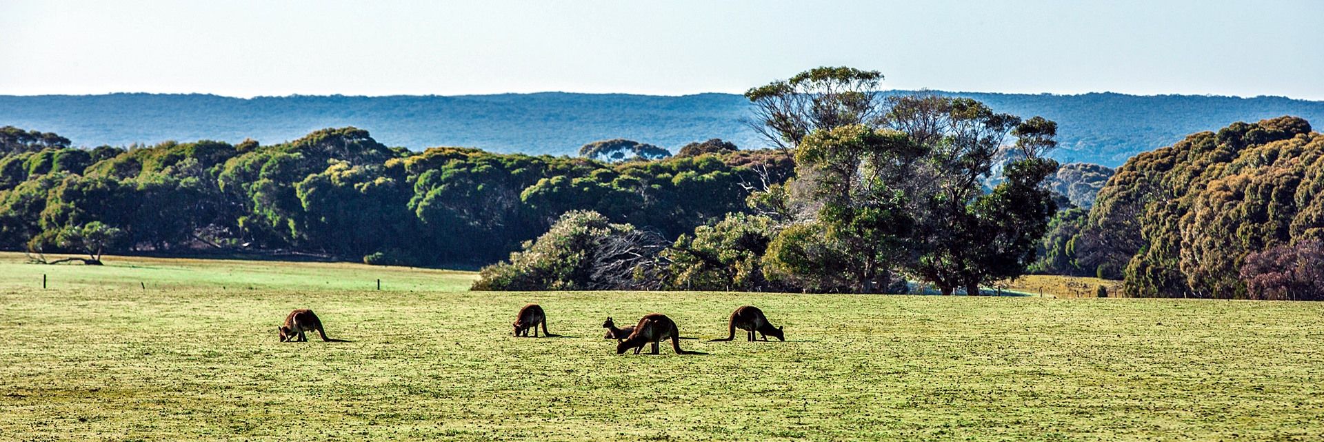 Kangaroo Island | LAT.40