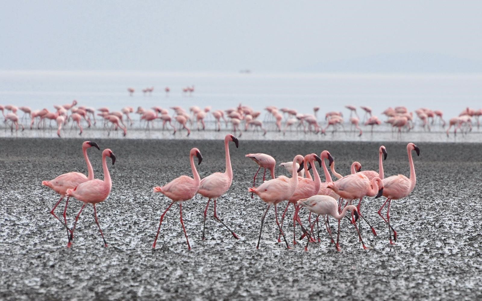 Lago Natron | LAT.40