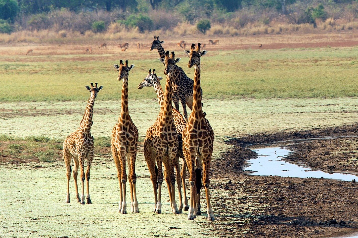 Luangwa Valley