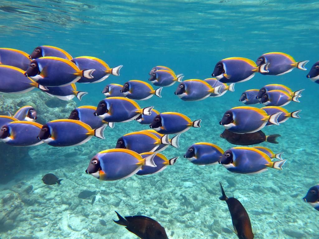 Four Seasons Maldives At Kuda Huraa en North Male Atoll