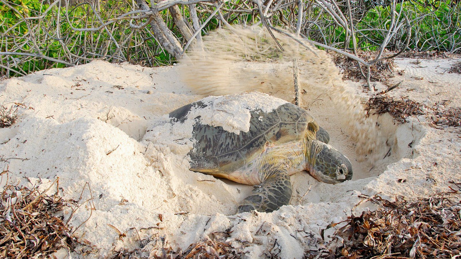 andBeyond Mnemba Island en Isla de Mnemba
