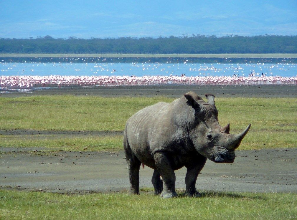 Nakuru | LAT.40