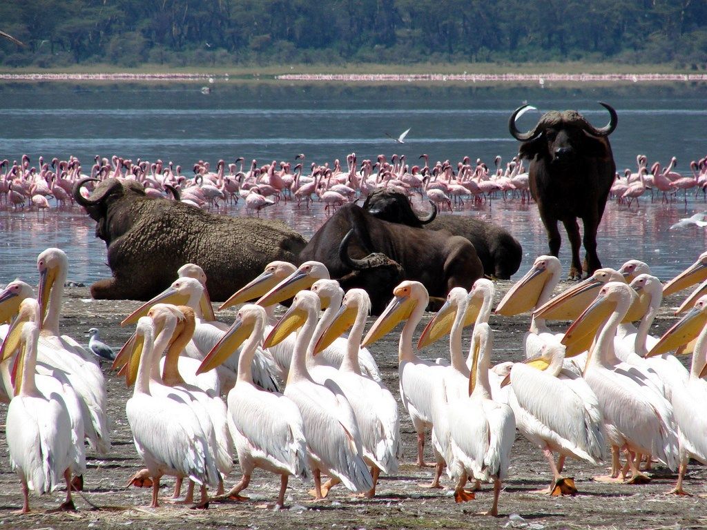 Nakuru | LAT.40