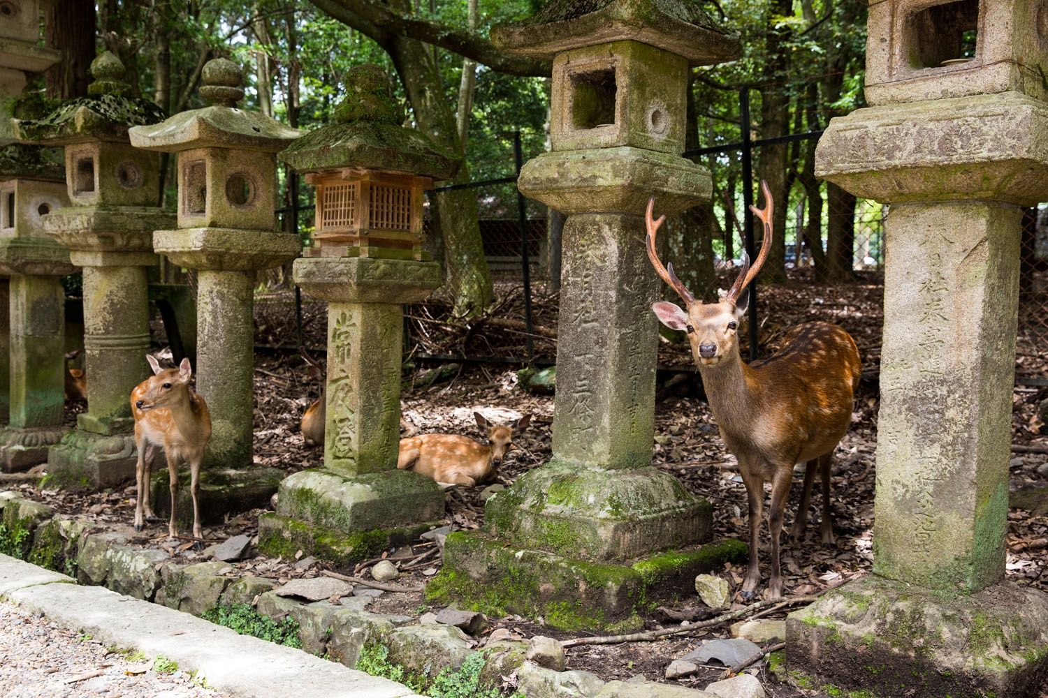 Inolvidable Viaje a Japón diseñado por LAT.40