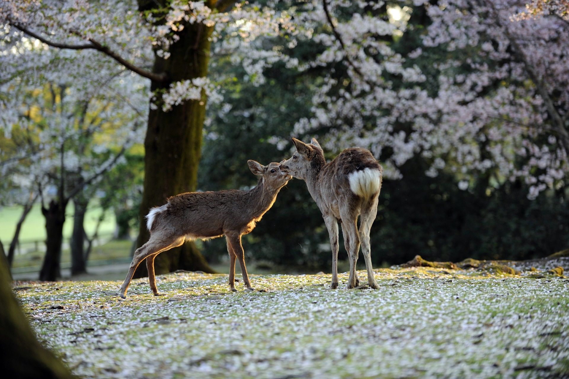 Nara | LAT.40