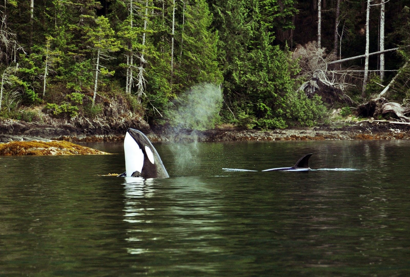 Port Hardy | LAT.40