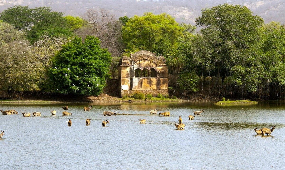 Ranthambore | LAT.40