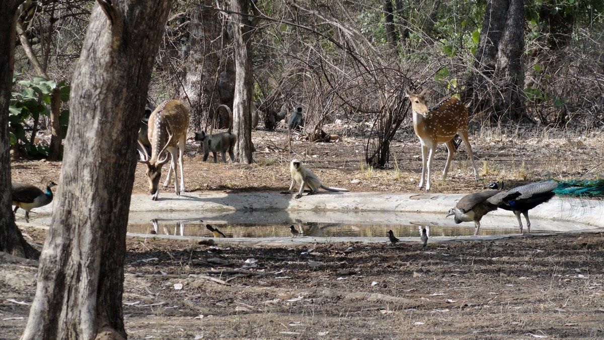 Ranthambore | LAT.40