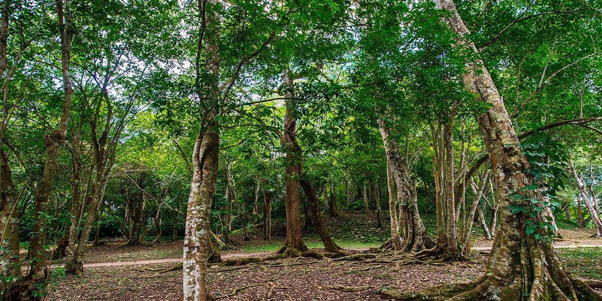 Reserva forestal mountain pine ridge | LAT.40