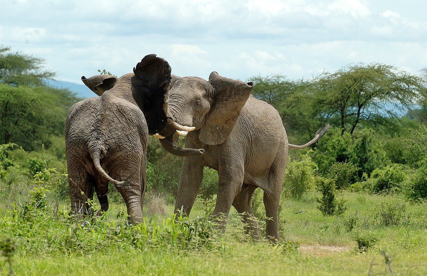 Ruaha