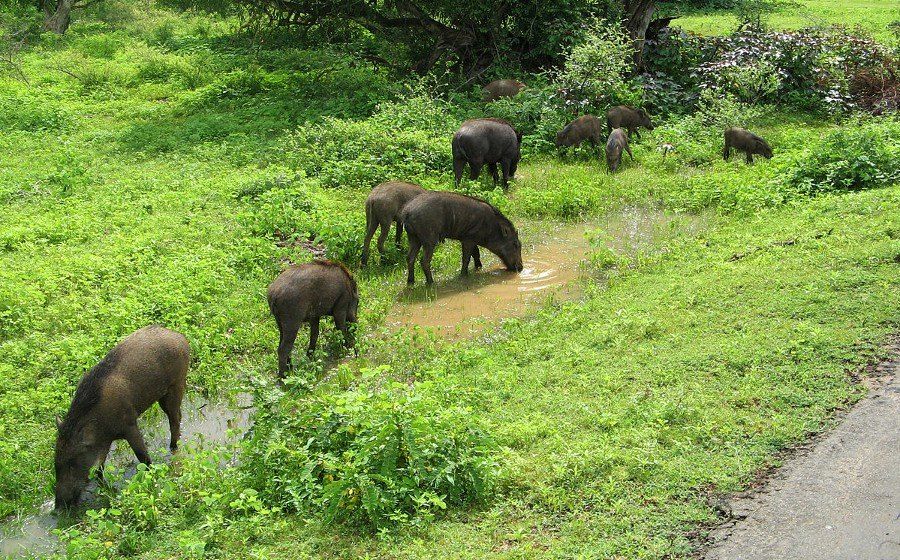 Wild Coast Tented Lodge en Yala