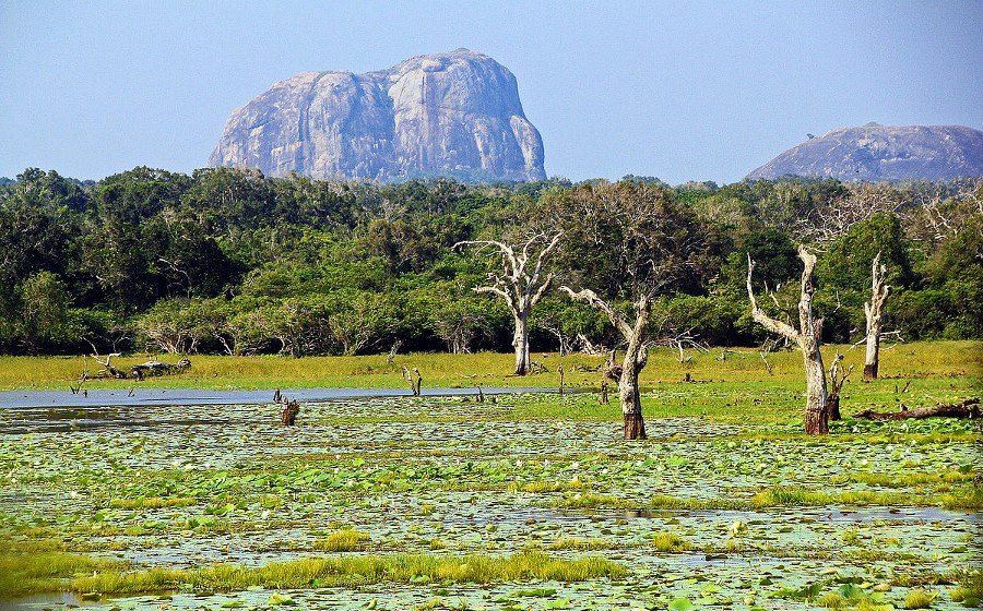 Wild Coast Tented Lodge en Yala