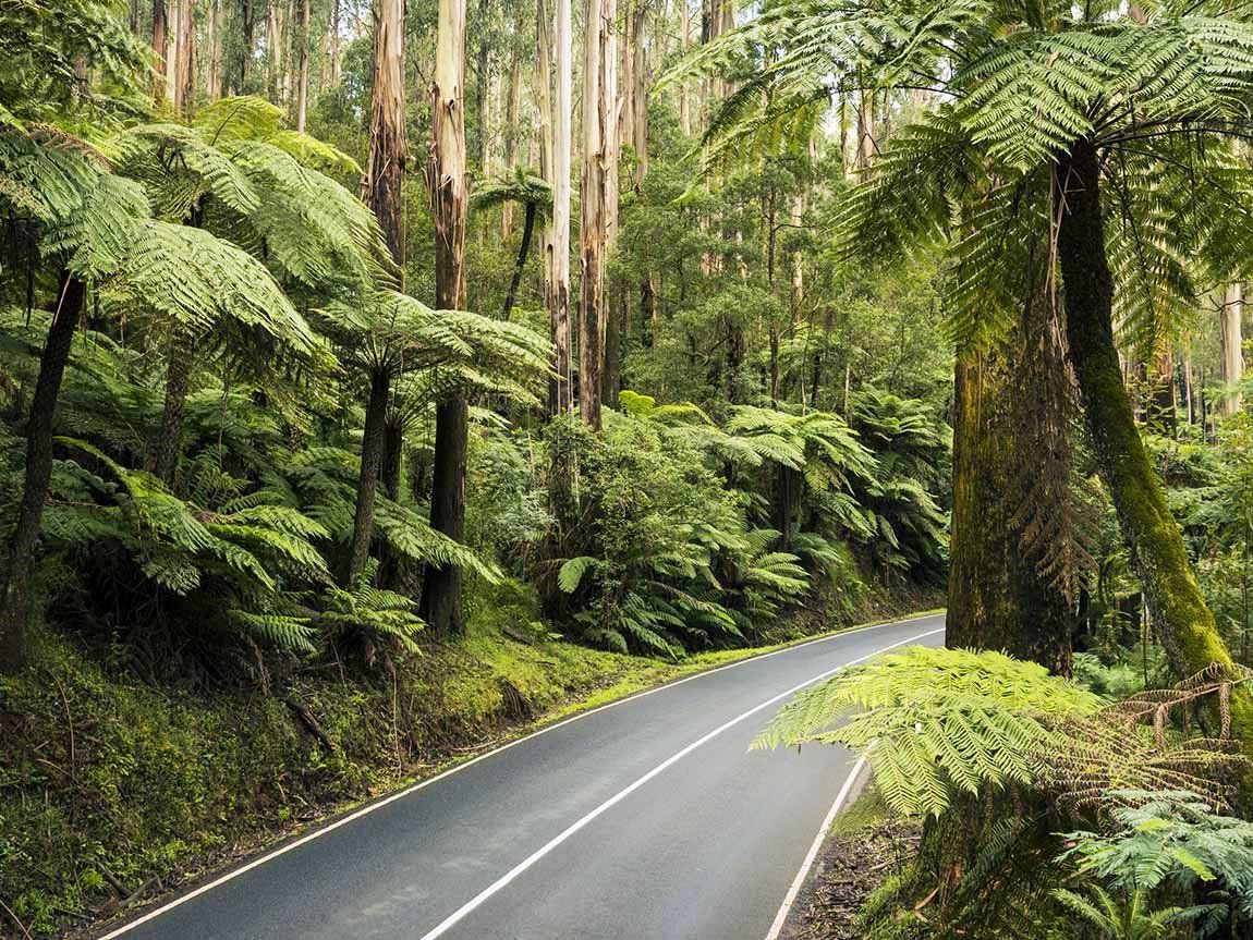 Yarra Ranges | LAT.40