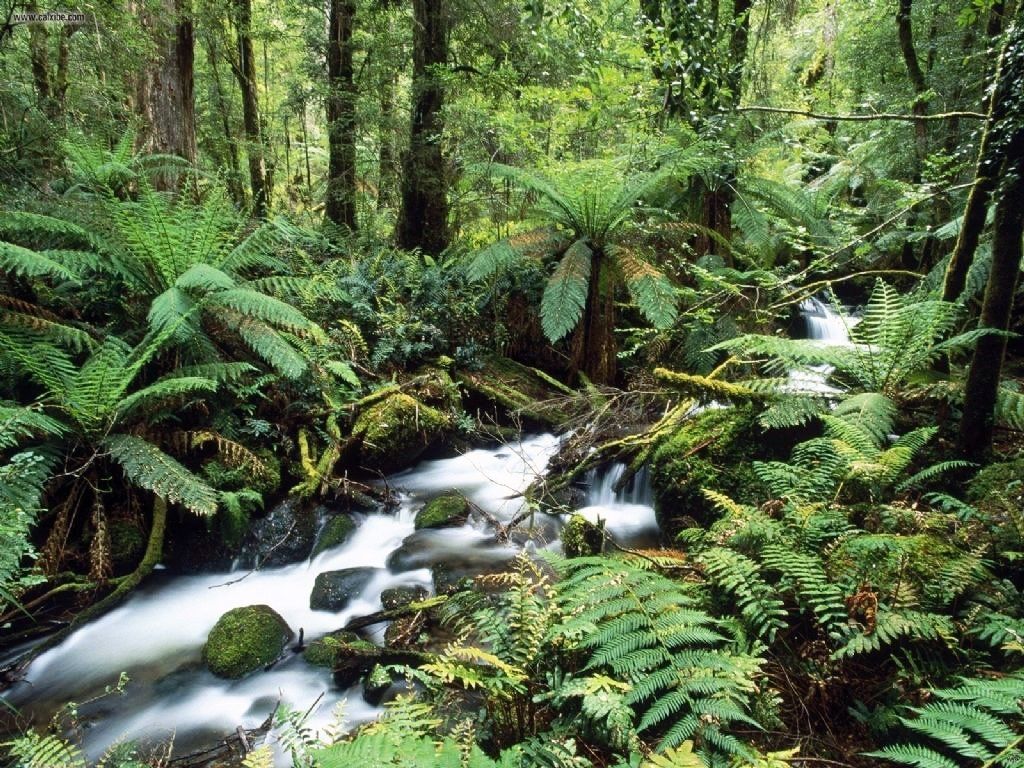 Yarra Ranges | LAT.40