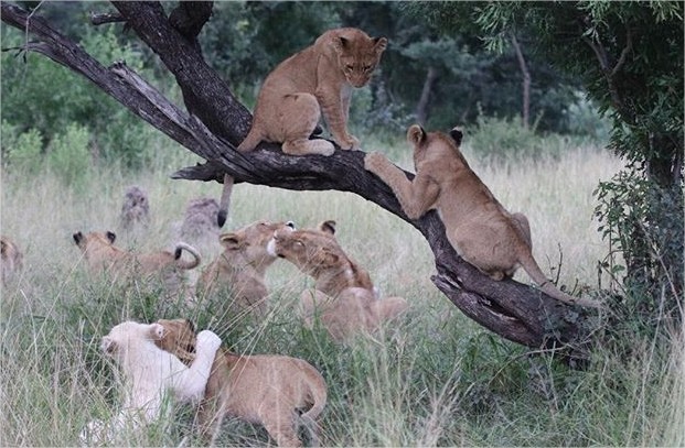andbeyond-ngala en Ngala Private Game Reserve