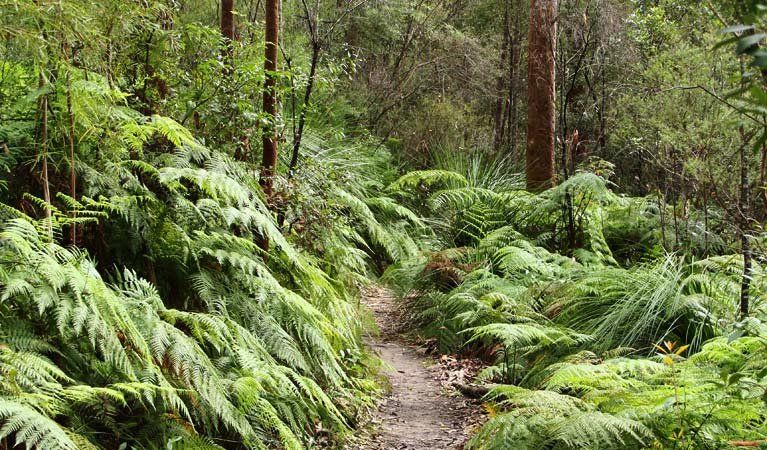 Berowa Valley National Park | LAT.40