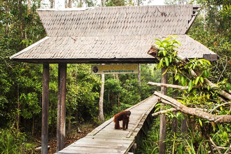 borneo sur | LAT.40