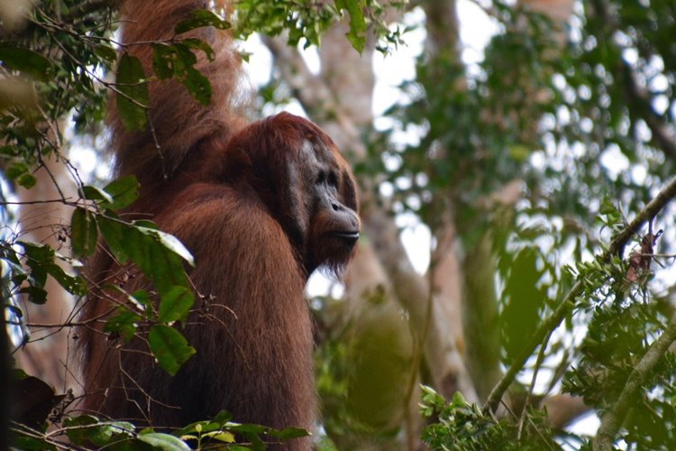 borneo sur | LAT.40