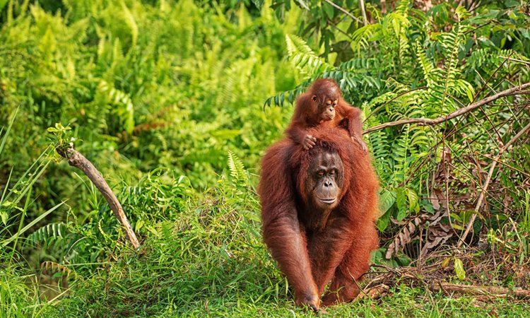 borneo sur | LAT.40