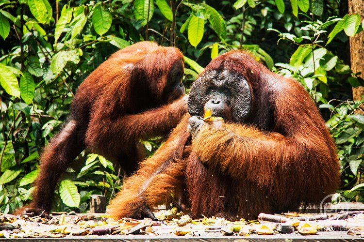 borneo sur | LAT.40