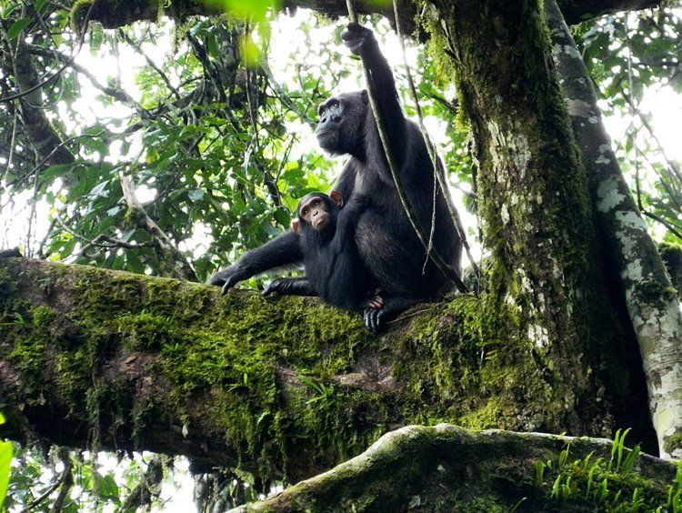 Viaje Uganda, Kenia y Lamu diseñado por LAT.40