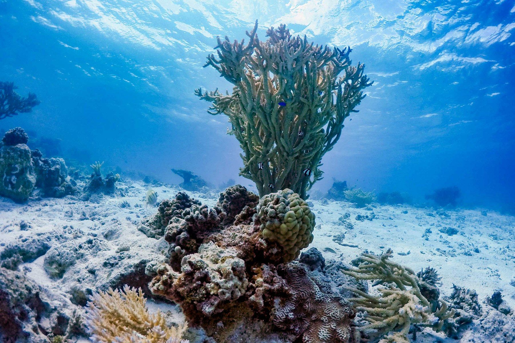 Motu Ninamu en Tikehau