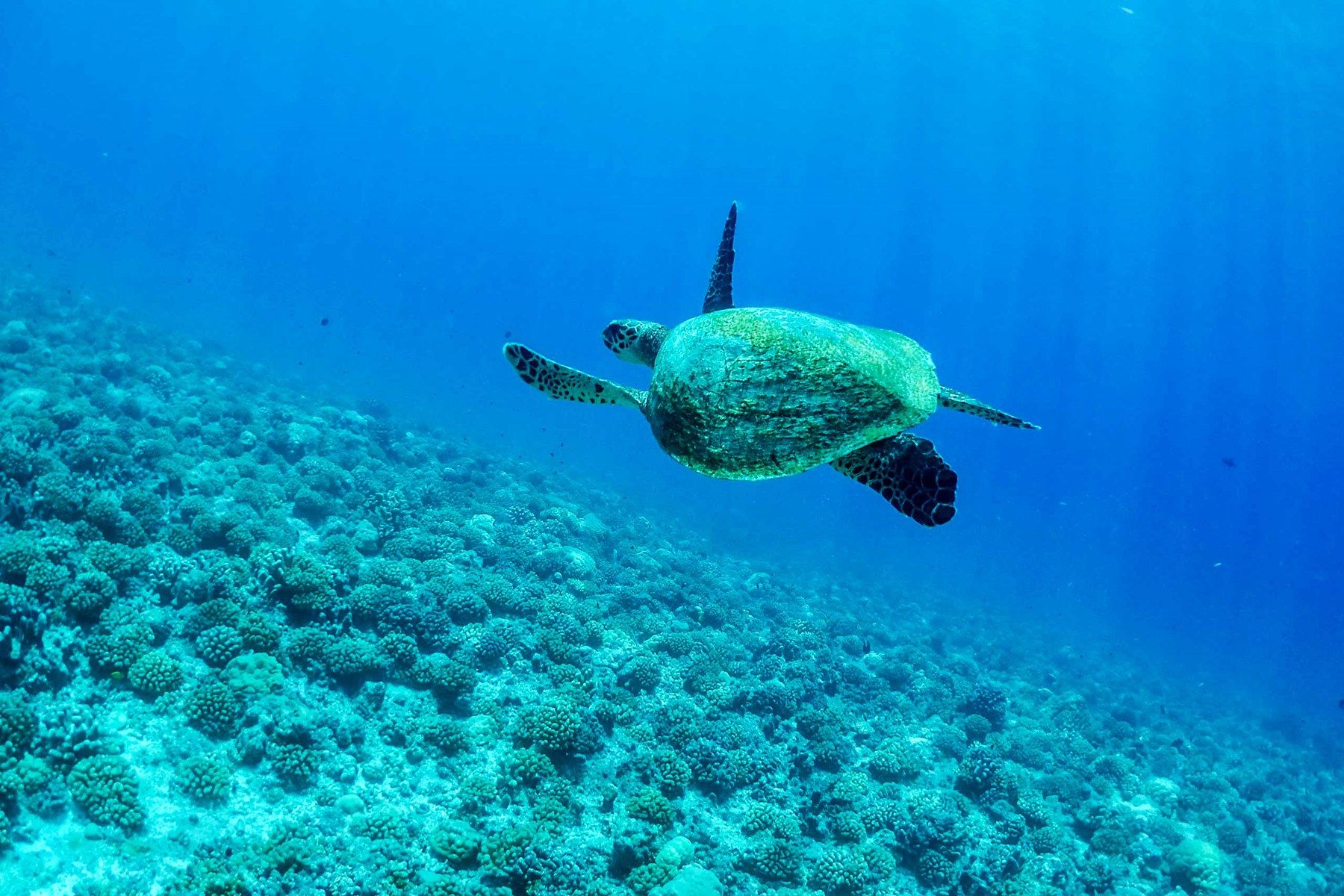 Motu Ninamu en Tikehau