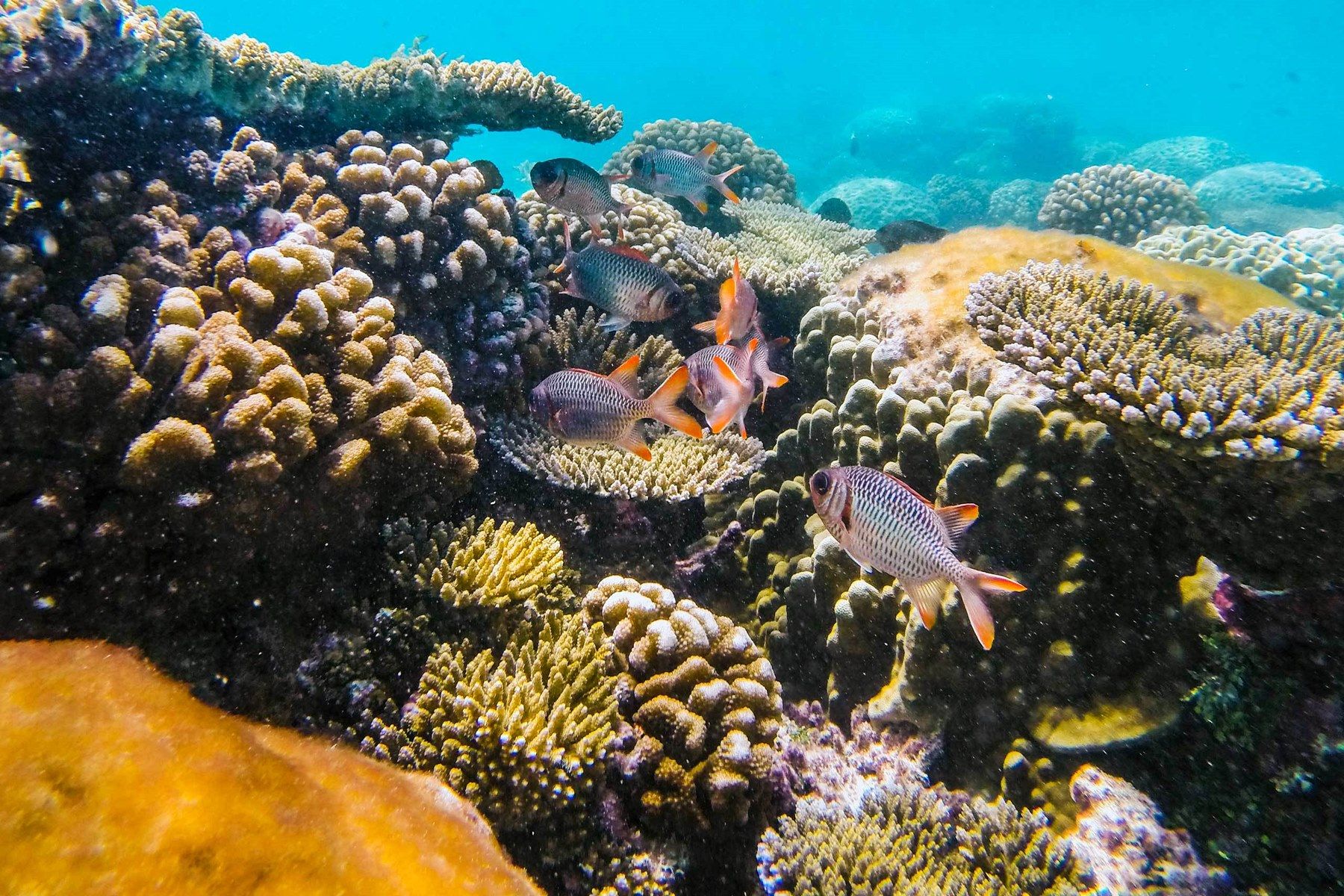 Motu Ninamu en Tikehau