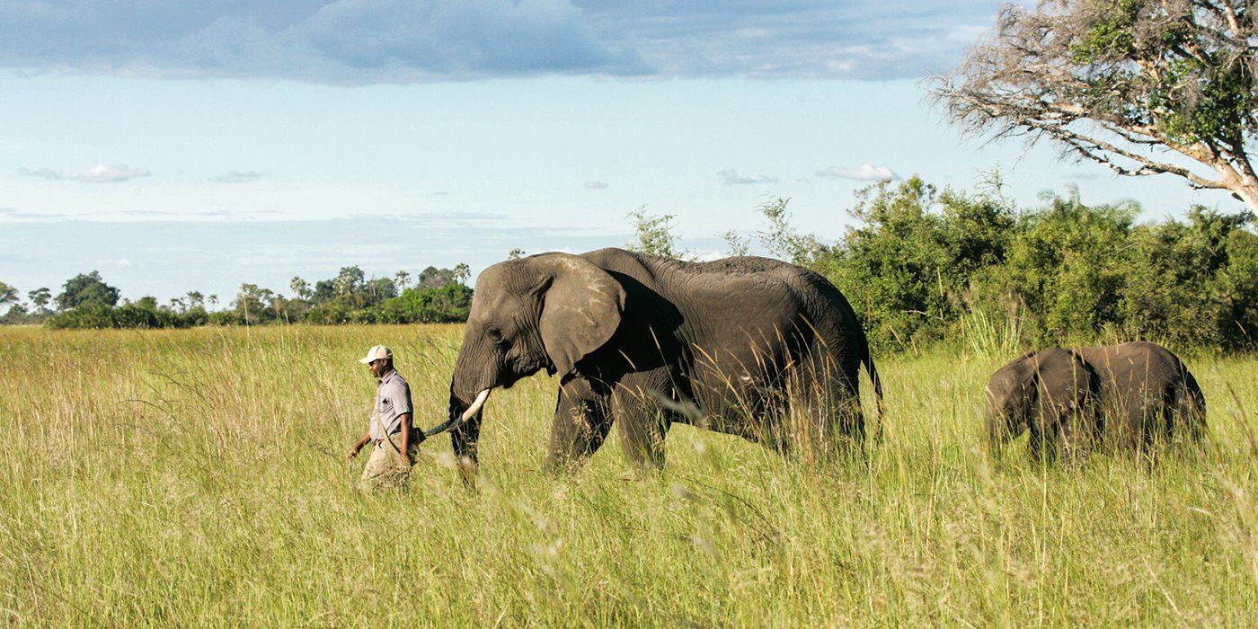 Abu Camp en Delta Okavango