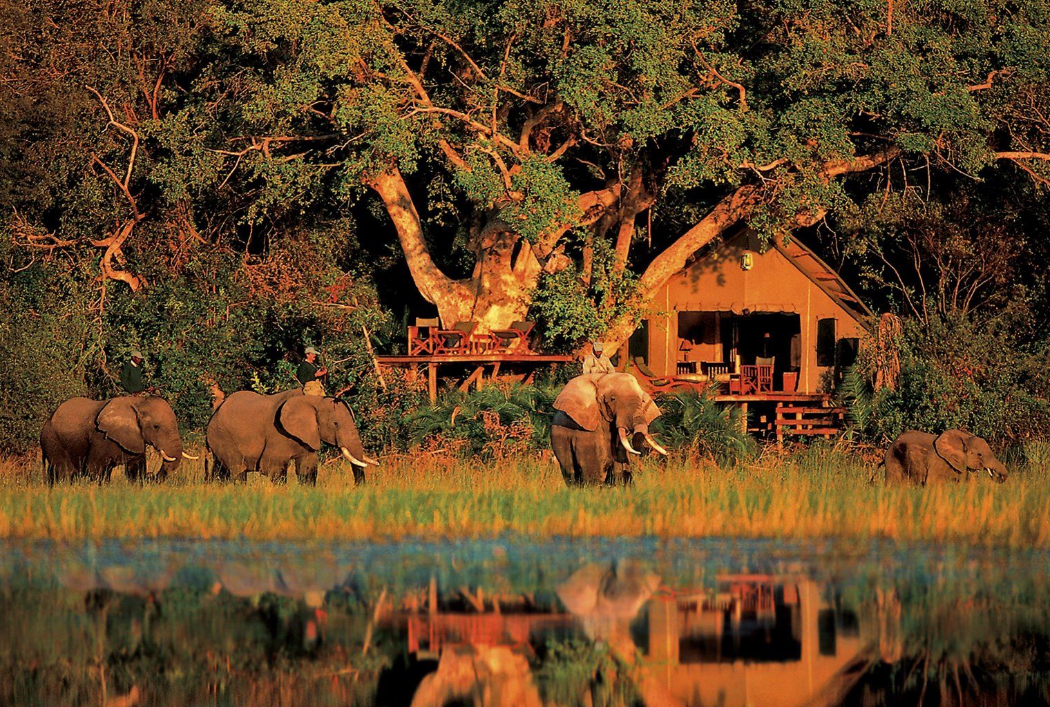 Abu Camp en Delta Okavango
