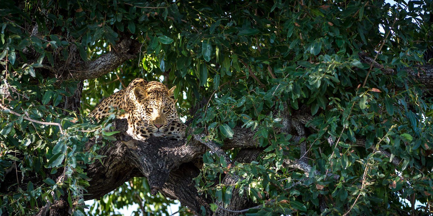 Abu Camp en Delta Okavango