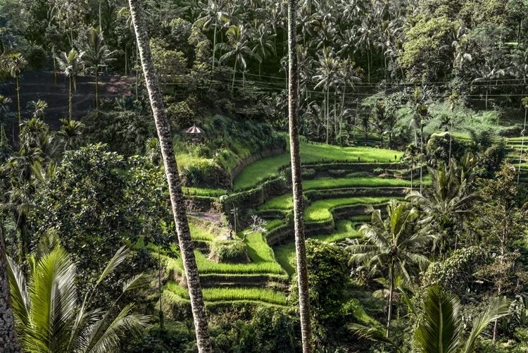 Amandari en Ubud