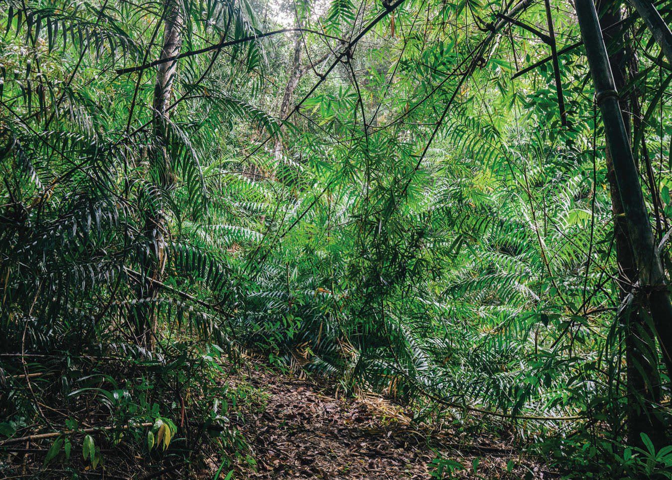 Shinta Mani Wild en Cardamom National Park