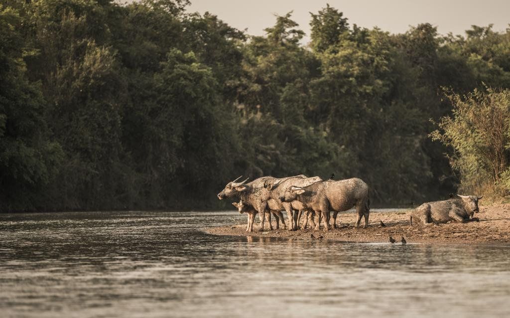 Four Seasons Tented Camp Golden Triangle en Chiang Rai
