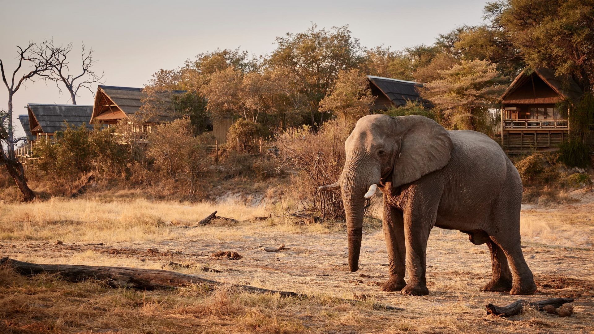 Belmond Savute Elephant Lodge en Chobe