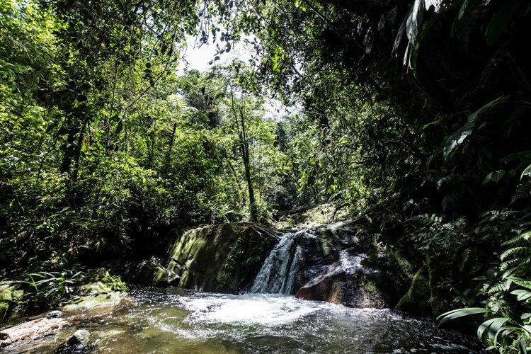 Casa Oropendola en Colombia