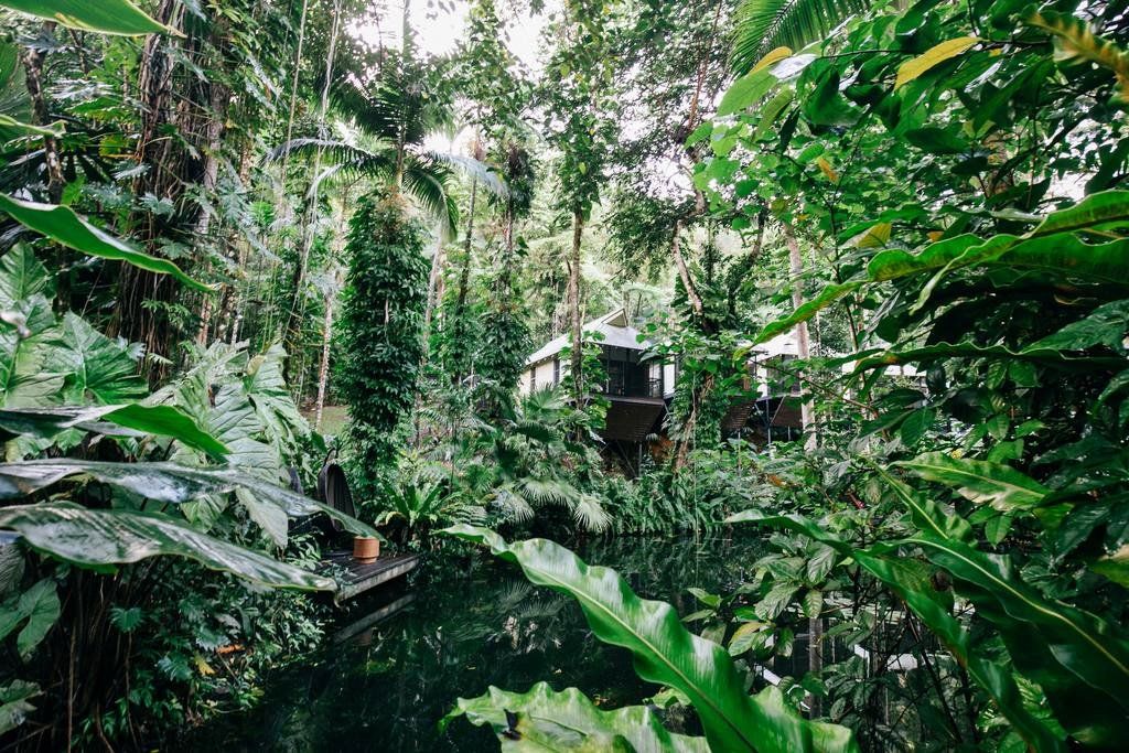 Daintree Forest